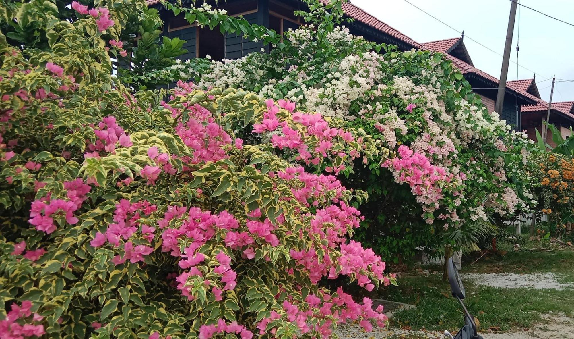 פנתאי צנאנג Langkawi Country Lodge2 מראה חיצוני תמונה